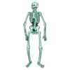 Jointed Skeleton