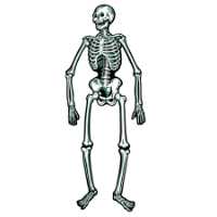 Jointed Skeletons Jointed skeletons, Beistle Halloween decorations, vintage Halloween decor, life-sized skeletons, Halloween party supplies, movable skeletons, cardstock skeletons, spooky Halloween decorations, Halloween wall decor, nostalgic Halloween decor