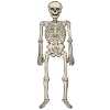 Jointed Skeleton